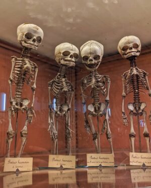 Chiara Lucia Preziosi Instagram - Io al museo di storia naturale che aspetto pazientemente che i miei poteri di necromanzia si manifestino.