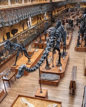 Chiara Lucia Preziosi Instagram - Io al museo di storia naturale che aspetto pazientemente che i miei poteri di necromanzia si manifestino.