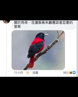 Chih-Siou Instagram - .
朱鸝，俗稱大緋鳥，是黃鸝科黃鸝屬的鳥類，主要分布於東南亞地區，俗稱紅鶯，該鳥亦為花蓮縣縣鳥。

謝謝金曲獎！ @gmamusic.official 
師父/ @chungweiyu1237 
造型/ @edie20402 
妝/ @chimakeup_ 
髮/ @zin_eva_chang @kaikaiway 
@lapattymo @_eason_zhan_ 
服裝/ #BottegaVeneta
飾品/ @boucheron 
照片/ @rinne0421