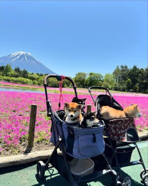 Ching-Tien Li Instagram - 日本芝櫻季

粉紅色的世界
太幸運了 
要看到完整的富士山🗻太不容易了