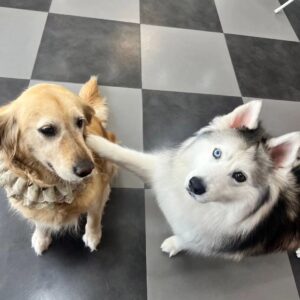 Choi Hyun-seok Instagram - 얘가 내친구야

 #최뚜이  #siberianhusky  #husky