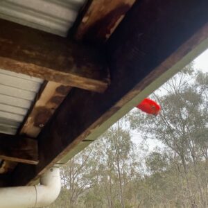 Chris Bath Instagram - Nothing in the feeder since the mouse plague.  But he comes every morning for the gee up. 
#birdwatchers
Ah the serenity #birdnerdsrusfarm