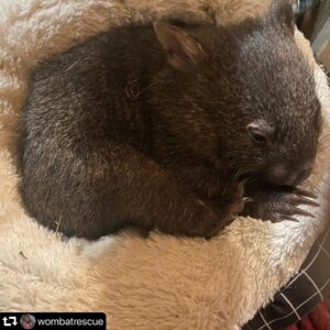 Chris Bath Instagram - Wendy the Wombat update courtesy @wombatrescue 
How much better does she look thanks to their care & love ❤️ She’ll be back at #birdnerdsrusfarm in no time 
#repost @wombatrescue
・・・
How cute does little Wendy look !
Doing great Chris & jim #wombats #wombat #wombatofinstagram #wombatrescue #wildlifeconservation #wollombi #huntervalley