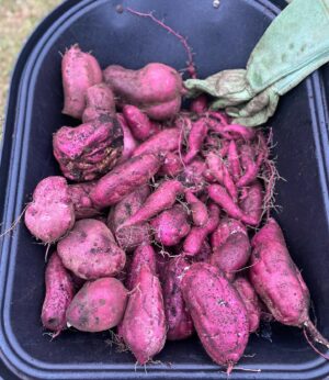 Chris Bath Instagram - Veni. Vidi. Sweet Potato-i.
Even Steve’s impressed. 
The thing is, this is an accidental crop, and for a second year, it has made an encounter with a brown snake while scavenging the plants from @johgriggs7 compost bin worthwhile.  Got a great crop last year & how’s this for low maintenance - they self grew this year, appearing without any effort from me under my watermelon.  Unlike broccoli there was no conquering required, which makes my headline kind of redundant really. #birdnerdsrusfarm 👊🏻🎉
#swipeleft #nofilter