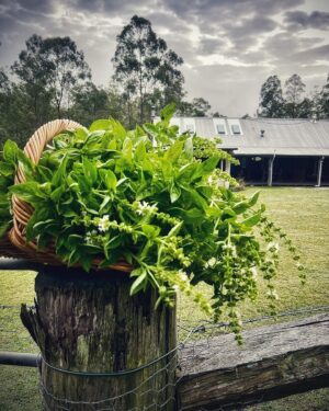 Chris Bath Instagram - I see pesto…
🍽️ 💚🫙🍃
Cannot believe the basil has lasted this long #birdnerdsrusfarm #yum