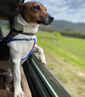 Chris Bath Instagram - Thinks he’s a Kelpie.
#rambo #birdnerdsrusfarm #jackrussell 💪🏻