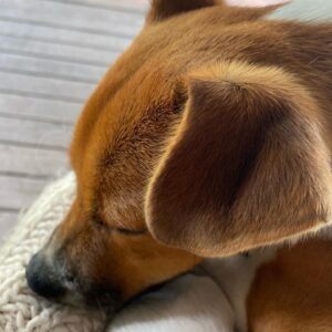 Chris Bath Instagram - All of the velvetynessnessness. Morning cuddles with Steve. #puppyspam
.
#birdnerdsrusfarm
.
#steveandrambo