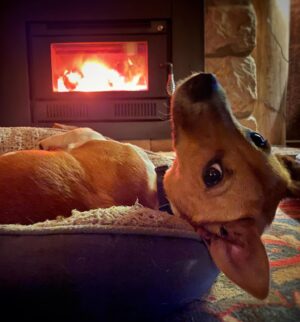 Chris Bath Instagram - Steve #sideeye It’s a dog’s life.
#birdnerdsrusfarm Guess the #jackrussellterrier who hogs the fire
