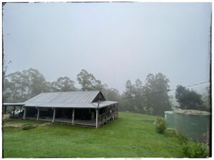 Chris Bath Instagram - Love me a misty Sunday morning far from the madding crowd.  Why does fog enhance the birdsong?  And how about the green “lawn”, so insanely different to our last few years at #birdnerdsrusfarm #nofilter