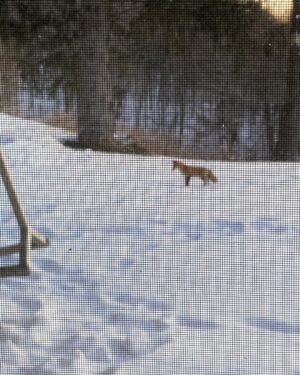 Chris Noth Instagram - That’s a little ole red fox outside the kitchen window