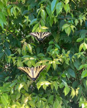 Chris Noth Instagram - As I was letting the time go by these two gents-or ladies came for a visit- I thought Monarch’s? No- too yellow-But they look like Western tiger Swallow tail’s?