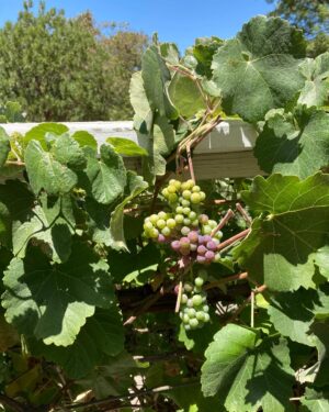 Chris Noth Instagram - Wild grapes grow on the patio-reminds me of Yeats poem - ‘ Wine come in at the mouth/and love comes in at the eye/that’s all we know for truth/ before we grow old and die .