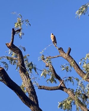 Chris Noth Instagram - This beauty might be a red shouldered hawk-love to see these soldiers of the sky!