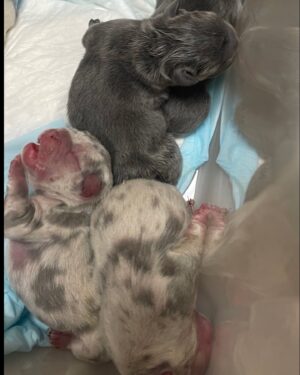 Chris Powell Instagram - First slide is the 4 Girls. Second Slide is the 4 Boys. We had 9 but one didn’t make it. So we gone do it for lil saint! #FunnyFarmFrenchies #FrenchBulldogpuppies #Frenchy #ChristmasFrenchy