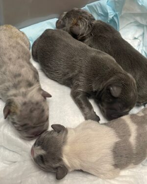Chris Powell Instagram - First slide is the 4 Girls. Second Slide is the 4 Boys. We had 9 but one didn’t make it. So we gone do it for lil saint! #FunnyFarmFrenchies #FrenchBulldogpuppies #Frenchy #ChristmasFrenchy