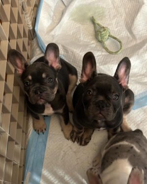 Chris Powell Instagram - Really proud of this litter we produced @funnyfarmsfrenchies really dope colors and just overall great pups. We still have 2 boys left and I’m even letting them go for a great price (they’re cute but they gots to go) hit me in my DM or on @funnyfarmsfrenchies  and let’s put it together.