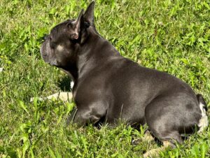 Chris Powell Instagram - So my best friend (Max) and his wife (Minnie) are having 9 puppies! I’m super happy for them. Puppies will be ready for new homes on Christmas. Get at me if you’re interested! #FunnyFarmFrenchies