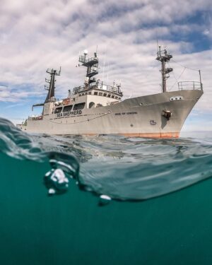 Chris Sharma Instagram - Repost from @tenayaclimbing
•
CLIMB FOR THE OCEAN

There’s still time to participate!

Tenaya is proud to partner with global NGO @seashepherd for the CLIMB FOR THE OCEAN project to raise awareness about our amazing oceans.

We challenge you to climb a quarter nautical mile (463 meters / 1,500 feet) this month to raise awareness and funds to help protect the oceans.

Participate in the challenge and log your progress through the @vertical.life.climbing app.

You can climb in any style you’d like—indoors, outdoors, sport, multi-pitch, boulders, and of course, deep-water soloing! There are great prizes to be won. Good luck!

Visit the Tenaya blog for details and more ways to help defend our oceans (link in bio).

📷: 1, 5 @giancolafoto, 2-4, 6 @seashepherd

#seashepherd #seashepherdstore #climbfortheocean
@tenayaclimbing @seashepherd