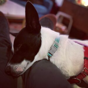 Chris Tallman Instagram - Jimmy has discovered my legs provide ample warmth.