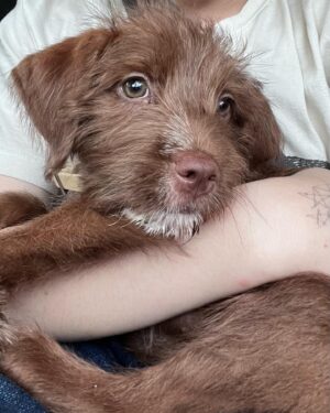 Chris Tallman Instagram - We’re fostering a sweet puppy named Krispy Kreme. He’s very snuggly and available for adoption through @thelabellefoundation