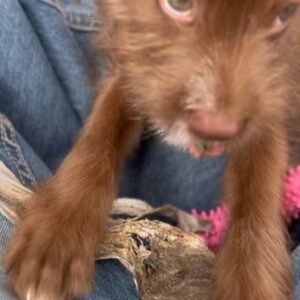Chris Tallman Instagram - We’re fostering a sweet puppy named Krispy Kreme. He’s very snuggly and available for adoption through @thelabellefoundation