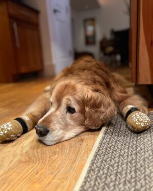 Christi Paul Instagram - Gratitude makes what we have…enough. 🙏🏻😊
A whirlwind trip to our Atlanta Thanksgiving tradition with our “friends who are family” & so many friends we love! 
But why did I take pictures of everyone’s dog & not get pictures with THEM?! 😂 
Anyone else get distracted by your love of dogs like I do? 
Happy Thanksgiving friends! I hope you’re all feeling the love coming your way…even if this is a day late. 
#Thanksgiving #Gratitude #Faith #Hope #Love #Grateful #Family #Friends #Forever @samanthamohrtv @charlie_ism @auroraellis_ @avabwurm @sofiewurm @swurm21 @kwallace717 @lexy.wells