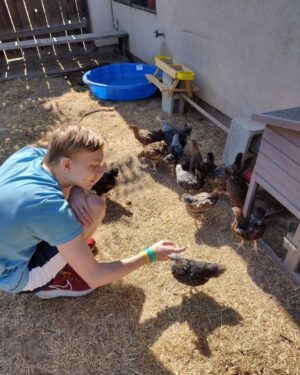 Christian Ganiere Instagram - My mom @vampwerezombie decided with our new house because we have over half an acre, she needed chickens. So she got a BUNCH of day old babies. Now they are 8 weeks old so we took them out to see the world for the first time. They are so silly.
.
.
#chickens #chickensofinstagram #crazychickenlady