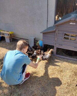 Christian Ganiere Instagram - My mom @vampwerezombie decided with our new house because we have over half an acre, she needed chickens. So she got a BUNCH of day old babies. Now they are 8 weeks old so we took them out to see the world for the first time. They are so silly.
.
.
#chickens #chickensofinstagram #crazychickenlady