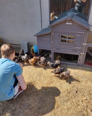 Christian Ganiere Instagram - My mom @vampwerezombie decided with our new house because we have over half an acre, she needed chickens. So she got a BUNCH of day old babies. Now they are 8 weeks old so we took them out to see the world for the first time. They are so silly.
.
.
#chickens #chickensofinstagram #crazychickenlady