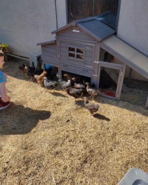 Christian Ganiere Instagram - My mom @vampwerezombie decided with our new house because we have over half an acre, she needed chickens. So she got a BUNCH of day old babies. Now they are 8 weeks old so we took them out to see the world for the first time. They are so silly.
.
.
#chickens #chickensofinstagram #crazychickenlady