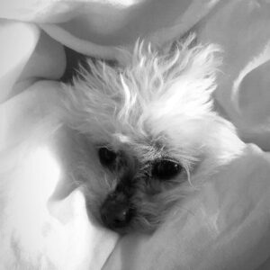 Christopher French Instagram - 2 years. 
Still miss you everyday little Maui 💕