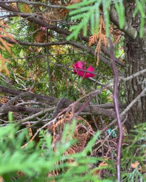 Christopher Jackson Instagram - This perfect lil rose grew up in the middle of one of the evergreens by my house... metaphors abound!