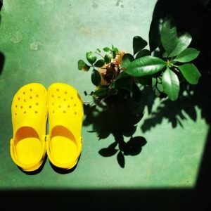 Christopher Larkin Instagram - Day 11: Ginseng Ficus with Lemon Crocs. #crocs #plants #alltheplantsinmyapartment
