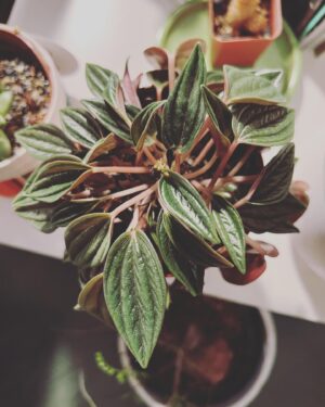 Christopher Larkin Instagram - Day 10: Peperomia Rosso with edibles & hooch. #plants #alltheplantsinmyapartment