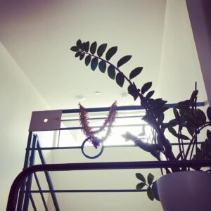 Christopher Larkin Instagram - Day 16: ZZ Plant with ‘a hole to see the sky through.’ #plants #alltheplantsinmyapartment