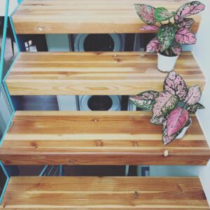 Christopher Larkin Instagram - Day 20: Lady Valentine in stereo, running down the stairs. #plants #alltheplantsinmyapartment