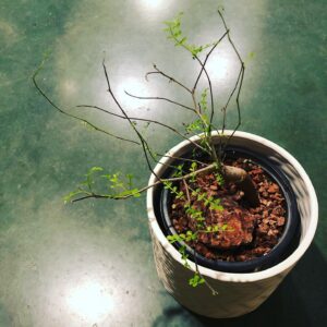 Christopher Larkin Instagram - Day 19: Elephant Tree. Left town for too long and this poor guy lost all its leaves. It had to be repositioned three times but it’s finally coming back to life, leaf by leaf. A lesson in not giving up on your friends before they’re ready to go. #plants #alltheplantsinmyapartment