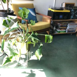 Christopher Larkin Instagram - Day 2: Monstera Deliciosa #alltheplantsinmyapartment