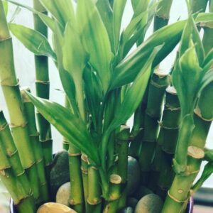 Christopher Larkin Instagram - #plant