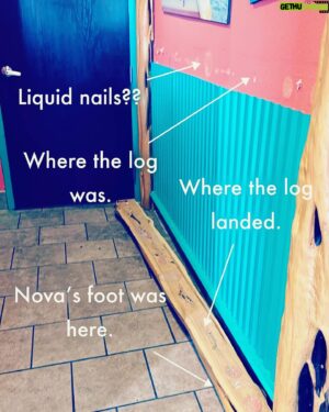 Christopher Sabat Instagram - Yesterday was a great day until an 8-FOOT LOG FELL OFF A WALL at @bahamabucks and landed on my daughters foot! ❗️Pro Tip ❗️ Mayyyybe don’t mount logs to sheet rock…with wood screws and liquid nails! (I’ll be calling you Monday to have our ER bill taken care of, Bucks.)