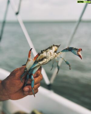 Chuck Hughes Instagram - Gros fun @cfpk.tv en Louisiane.  Epic Crab Boil   Pêche à la Chevrette à Pointe Au Chien 🦀🦐🌽