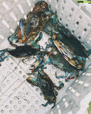Chuck Hughes Instagram - Gros fun @cfpk.tv en Louisiane.  Epic Crab Boil   Pêche à la Chevrette à Pointe Au Chien 🦀🦐🌽