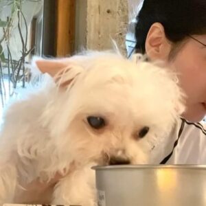 Cincin Jao Instagram - 旺 喝水的速度被音樂帶節奏了是嗎🦙