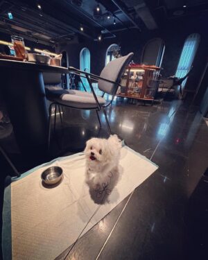 Cincin Jao Instagram - 上禮拜帶小寶逛COSTCO失敗，這禮拜直接衝寵物友善餐廳吃早午餐，這次除了不會被趕出來還有提供寵物用品，出門不用帶碗啦！阿寶玩得很開心玩的髒兮兮呀✌️
因為玩得太開心翻白眼嗎⋯⋯看起來很驚悚

#寵物友善 #金普頓大安酒店 
AD🌹
