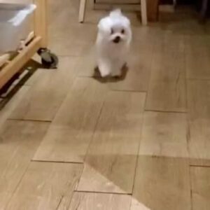 Cincin Jao Instagram - 今天中醫幫旺仔把脈明明就說旺仔是個狗界奇蹟脈相居然越活越年輕，醫生一直讚嘆呢！但長腿姐姐居然稱旺仔老妞🫠
戴了120天的牙套終於拆了，之前的照片嘴周都好鼓喔，我居然還敢放上來，現在回頭看有戴牙套的照片真的很像猴子臉🐵接下來就是把咀嚼肌練回來臉型看起來會比較協調一點
戴牙套真的很瘋狂，期間牙套幽閉恐懼症常常覺得嘴周掛了捕獸鐵夾，很想拽掉，拆除的那天痛到不小心對醫生吼了一聲，因為知道可以拆的那瞬間戴牙套時的強大意志力跟忍耐力瞬間歸零，駕馭不了痛了😆