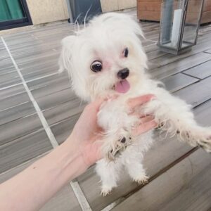 Cincin Jao Instagram - 上禮拜帶小寶逛COSTCO失敗，這禮拜直接衝寵物友善餐廳吃早午餐，這次除了不會被趕出來還有提供寵物用品，出門不用帶碗啦！阿寶玩得很開心玩的髒兮兮呀✌️
因為玩得太開心翻白眼嗎⋯⋯看起來很驚悚

#寵物友善 #金普頓大安酒店 
AD🌹