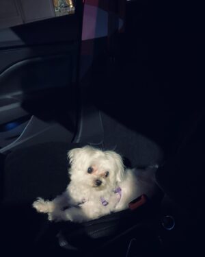 Cincin Jao Instagram - 昨天就答應旺寶洗澡今天有兜風，ㄧ上車就跳來跳去看來看去，不是那種平常的開心，她居然馬上知道坐的車不一樣，不知道是狗狗的直覺嗎？還是會認味道？認內裝？比我第一次坐上來表現的還開心一百倍耶😂小狗的開心超級直接!本旺表示對新的保鑣非常喜歡且雀躍不已！欸欸換保鑣這麼開心？難道都不會想想原本的保鏢去哪裡了？可能根本沒有想這麼多，要是我也像小狗一樣直線型想得這麼簡單就好😂

我們本來停好車到COSTCO，結果我們被趕出來了，因為小狗不能進入…………….
好餓～最後到了通化街吃酸辣粉，這個紅度叫做微辣我不相信！
回到家後本旺累到直接睡著了⋯

AD🌹
