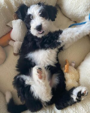 Cindy Sampson Instagram - I am now a full time pet photographer...
Meet our newest family member 🖤
Her name is Whistler ⛷ 
Hobbies include peeing & biting & being super cute 🐶