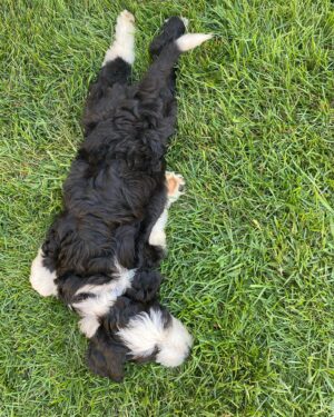 Cindy Sampson Instagram - I am now a full time pet photographer...
Meet our newest family member 🖤
Her name is Whistler ⛷ 
Hobbies include peeing & biting & being super cute 🐶