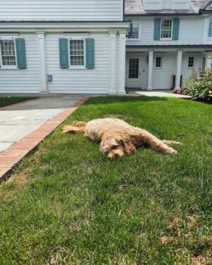 Clare Foley Instagram - Happy dog day Finn🥰